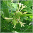 Carica monoica (�I�����W�p�p�C�A)