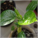 Carica monoica (�I�����W�p�p�C�A)