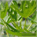 Carica monoica (�I�����W�p�p�C�A)