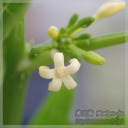 Carica monoica (�I�����W�p�p�C�A)