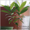 Eugenia involucrata �iCherry of the Rio Grande�j