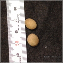 Eugenia involucrata �iCherry of the Rio Grande�j