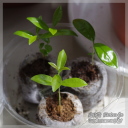 Eugenia involucrata �iCherry of the Rio Grande�j