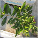 Eugenia involucrata �iCherry of the Rio Grande�j