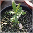 Pappea capensis (Jacket plum)