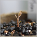 Pappea capensis (Jacket plum)