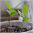 Pappea capensis (Jacket plum)