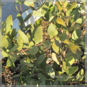 �z�z�o�@�iJojoba�j