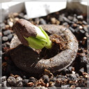 �z�z�o�@�iJojoba�j